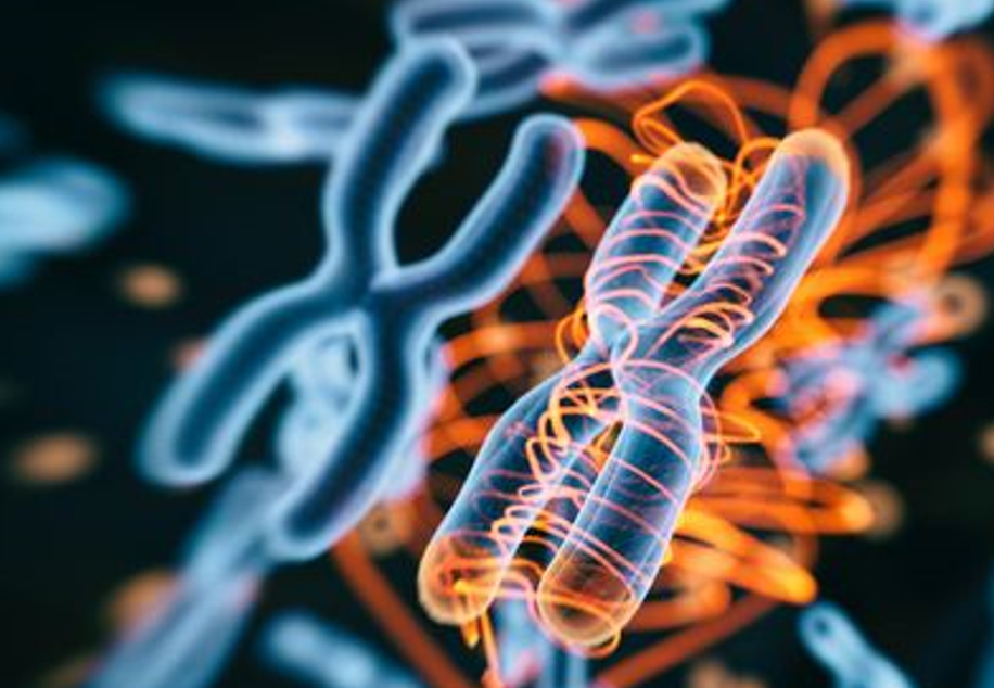 برای اولین بار سلول‌های بنیادی مرد و زن از یک دهنده مشتق شدند